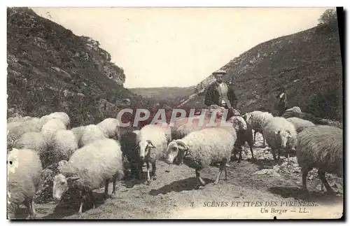 Ansichtskarte AK Pyrenees Un berger Moutons