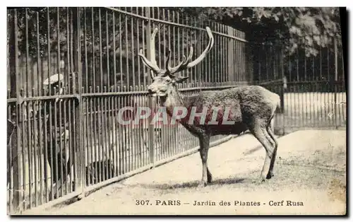 Cartes postales Paris Jardin des plantes Cerf Rusa