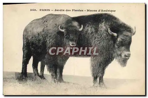 Cartes postales Paris Jardin des Plantes Bisons d&#39Amerique