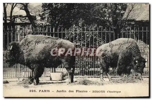 Cartes postales Paris Jardin des Plantes Bisons d&#39Amerique