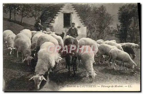 Cartes postales Environs de Cauterets Paturage de moutons