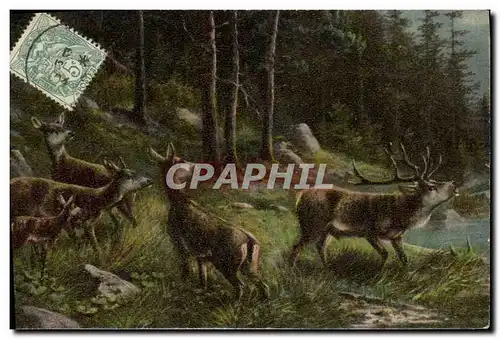 Cartes postales Cerf Biche