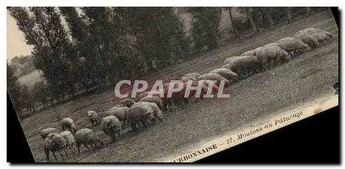 Ansichtskarte AK La campagne Bourbonnaise Moutons au paturage