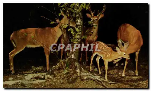 Moderne Karte Biche Cerf