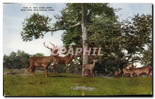 Ansichtskarte AK New York zoological Park Zoo Red Deer herd