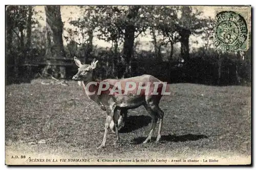 Cartes postales Scenes de la vie Normande Chasse a courre a la foret de Cerisy Avant la chasse La biche