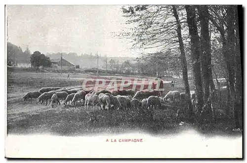 Cartes postales A la campagne Moutons