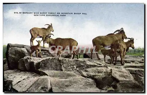 Cartes postales Barbary wild sheep family on mountain sheep hill New York zoological Park Zoo