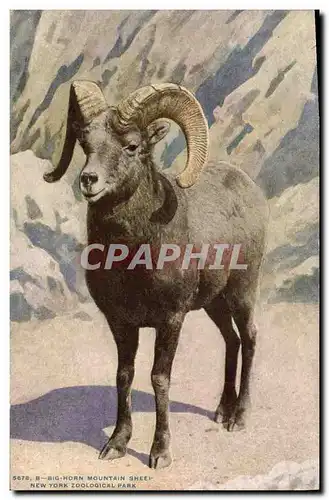 Cartes postales Big Horn mountain sheep Chevre New York zoological Park Zoo