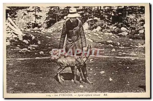 Cartes postales Pyrenees Isard capture vivant