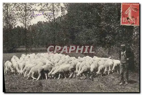 Cartes postales Moutons