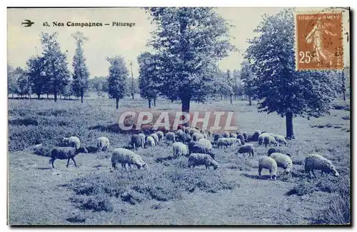 Cartes postales Paturage de Moutons