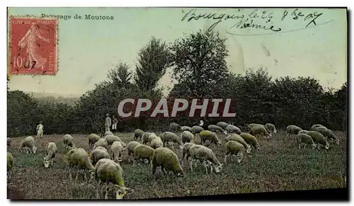 Cartes postales Paturage de Moutons