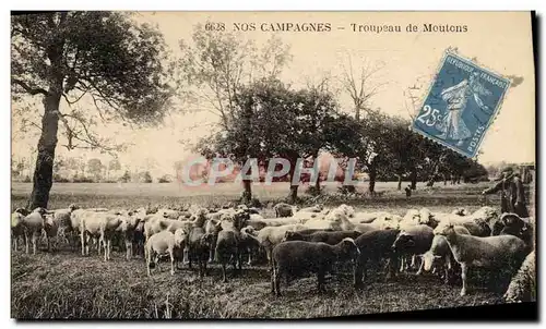 Cartes postales Troupeau de moutons