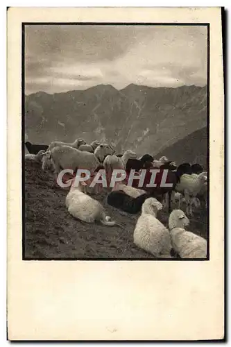 Cartes postales Moutons