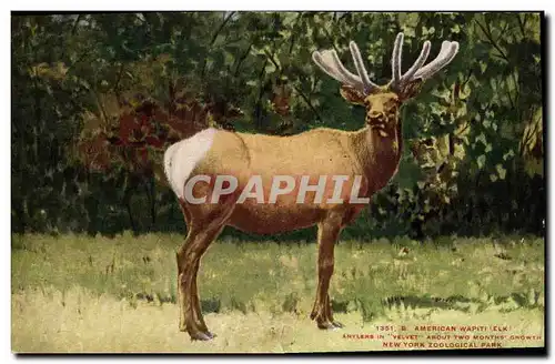 Cartes postales American Wapiti New York zoological Park Zoo