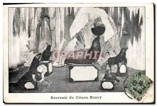 Cartes postales Souvenir du cirque Rancy Phoques Phoque