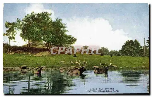 Cartes postales Elk Bathing New York Zoological park Zoo