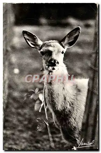 Cartes postales moderne Les animaux de la montagne Dejeuner interrompu