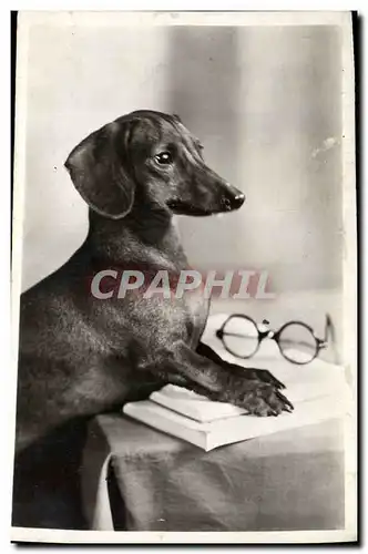 Cartes postales Chien Chiens Basset