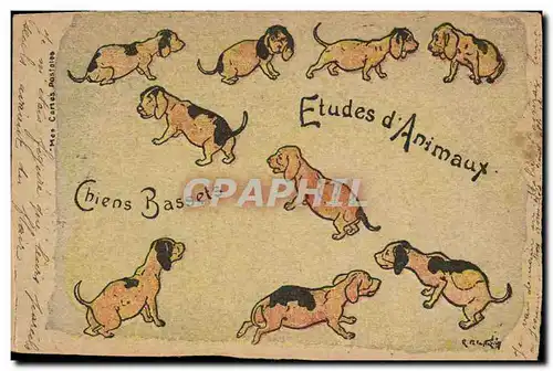 Cartes postales Chien Chiens Basset Etudes d&#39animaux