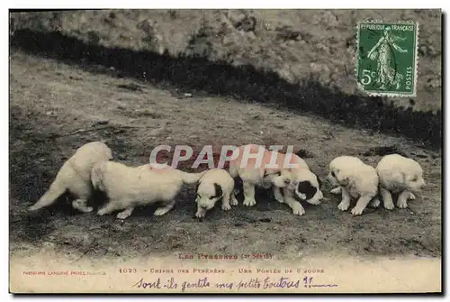 Cartes postales Chien Chiens Les Pyrenees Chiens des Pyrenees Une portee de 8 jours