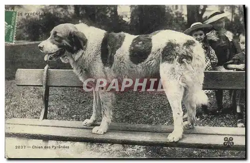 Cartes postales Chien Chiens des Pyrenees