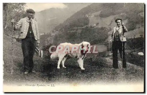 Cartes postales Chien Chiens des Pyrenees