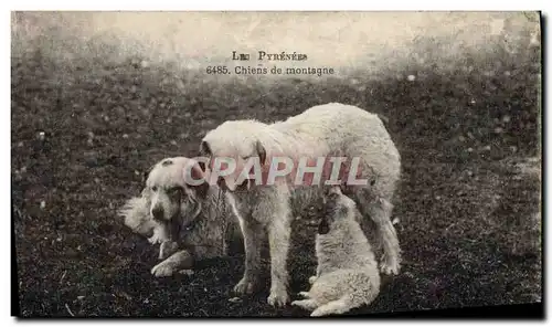 Cartes postales Chien Chiens de montagnes Pyrenees