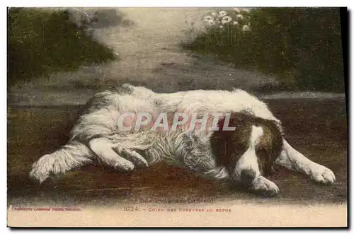 Cartes postales Chien des Pyrenees au repos Chiens