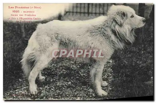 Cartes postales Chien des Pyrenees Chiens Bambou 1er prix a l&#39exposition canine de Toulouse