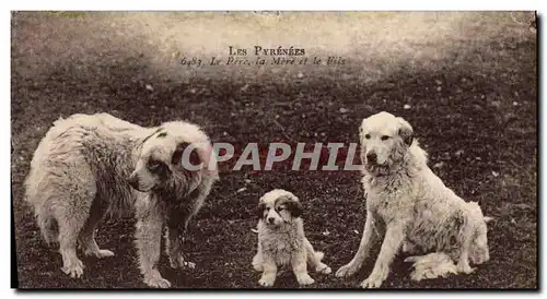 Ansichtskarte AK Chien Chiens Pyrenees Le Pere La mere et le fils