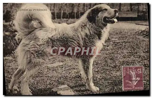 Cartes postales Chien Chiens des Pyrenees