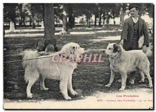 Cartes postales Chien Chiens des Pyrenees Ca va barder