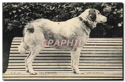 Cartes postales Chien Chiens des Pyrenees