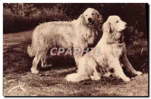 Cartes postales Chiens des Pyrenees Gardiens de troupeaux contre l&#39ours Chien