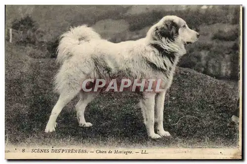 Cartes postales Chiens Chien de montagne Pyrenees