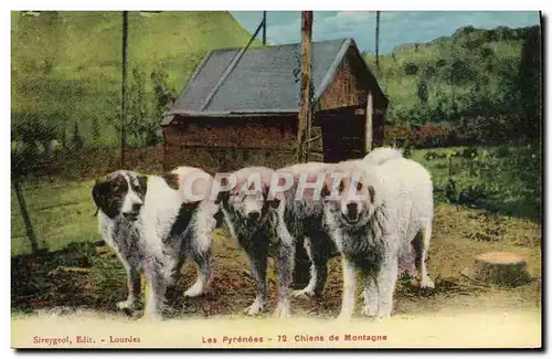 Cartes postales Chiens de montagne Pyrenees Chien