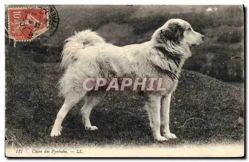 Cartes postales Chiens Chien des Pyrenees