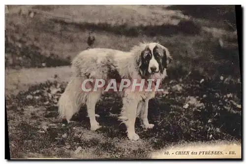 Ansichtskarte AK Chiens Chien des Pyrenees