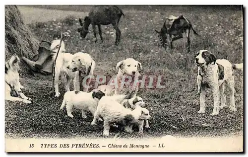 Ansichtskarte AK Chiens de montagne Pyrenees Chien