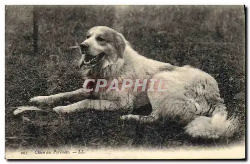 Cartes postales Chiens Chien des Pyrenees