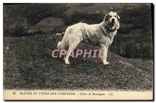 Cartes postales Chiens Chien de montagne Pyrenees