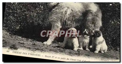 Ansichtskarte AK Chiens des Pyrenees Gazost 1er et ses petits du Chenil Club d&#39Argeles Chien