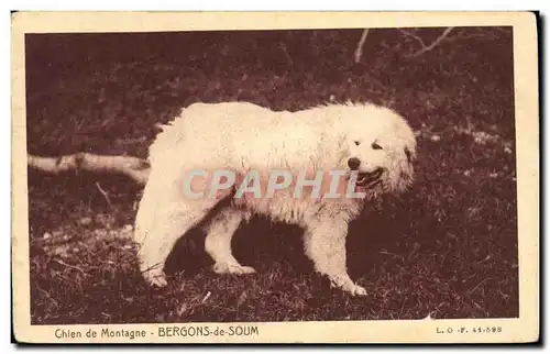 Cartes postales Chiens Chien de montagne Bergons de Soum