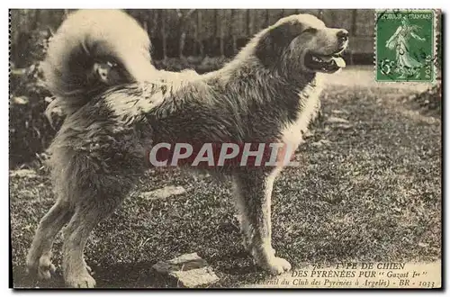 Cartes postales Chiens Chien des Pyrenees Gazost 1er Chenil du Club des Pyrenees a Argeles