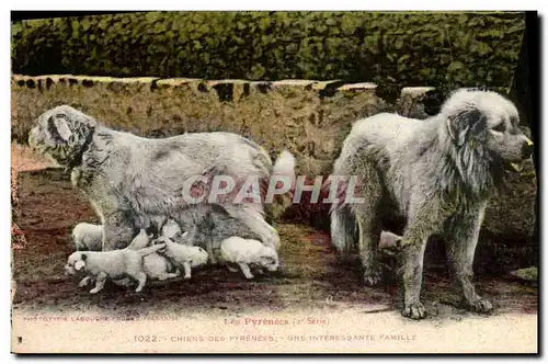 Cartes postales Chiens des Pyrenees Une interessante famille Chien