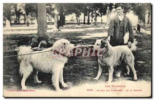 Cartes postales Chiens des Pyrenees Ca va barder Chien