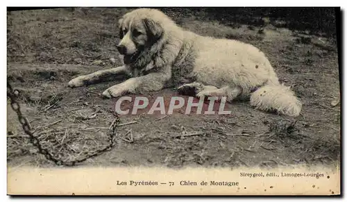 Cartes postales Chiens Chien de montagne