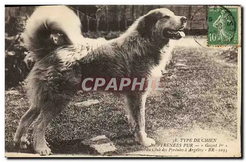 Cartes postales Chiens Chien des Pyrenees Gazost 1er Argeles